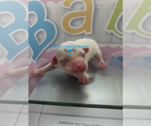 Medium Photo #1  Breeder Profile in HOUSTON, TX, USA