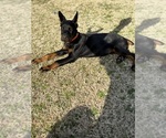 Small #3 Breeder Profile image