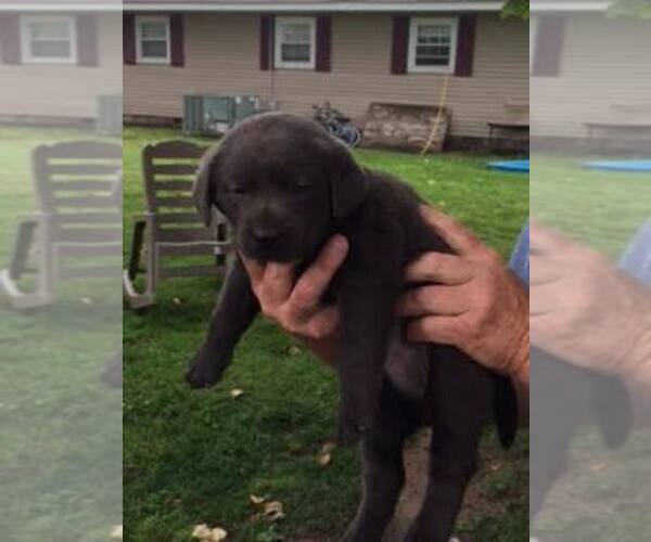 Medium Photo #1  Breeder Profile in EAST PRAIRIE, MO, USA
