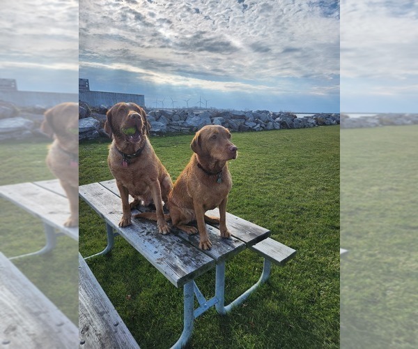 Medium Photo #56  Breeder Profile in BUFFALO, NY, USA