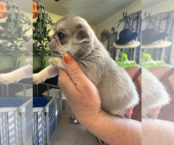 Medium Photo #21  Breeder Profile in PRINEVILLE, OR, USA