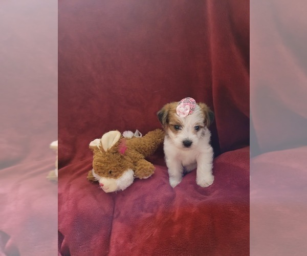 Medium Photo #135  Breeder Profile in AKRON, OH, USA