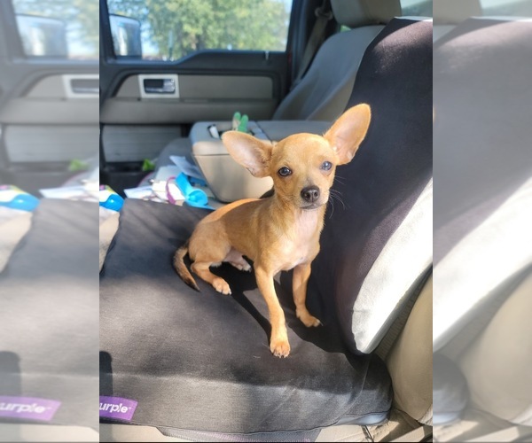 Medium Photo #1  Breeder Profile in SCOTTSVILLE, KY, USA