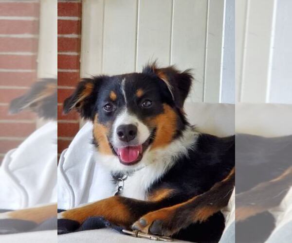 Medium Photo #24  Breeder Profile in SANDOWN, NH, USA