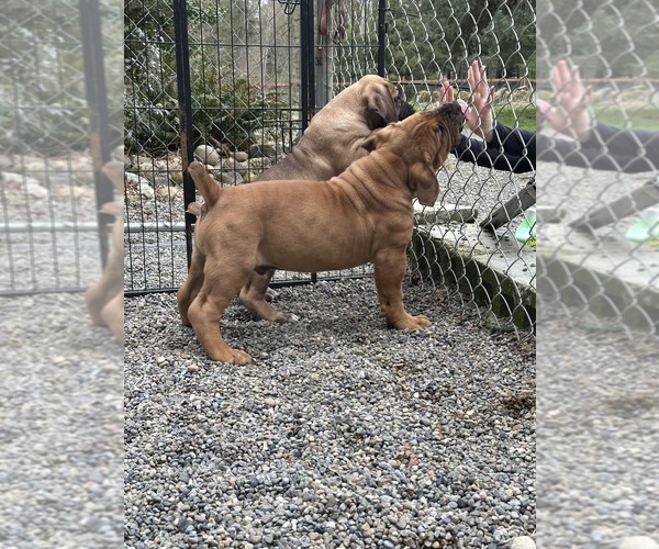 Medium Photo #9  Breeder Profile in ROY, WA, USA