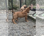 Small #8 Breeder Profile image