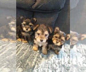 Main photo of Morkie Dog Breeder near INDIANAPOLIS, IN, USA