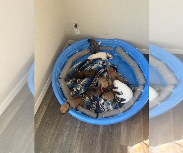 Medium Photo #11  Breeder Profile in LULING, TX, USA
