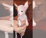 Small breeder photo