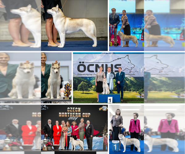 Medium Photo #14  Breeder Profile in Lviv, Lviv, Ukraine