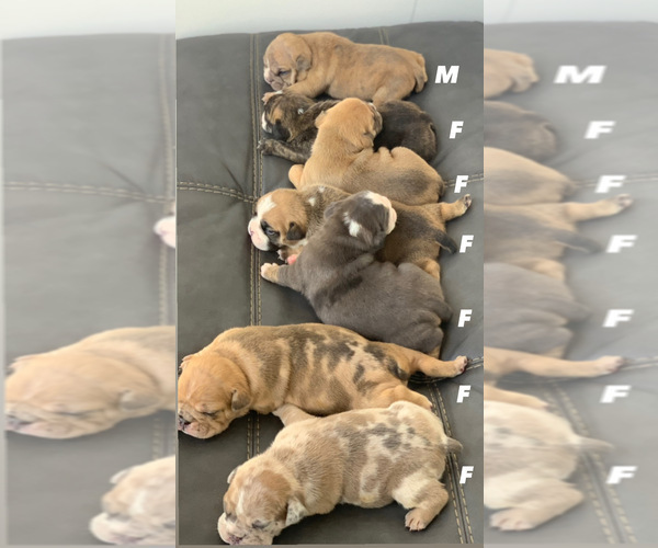 Medium Photo #1  Breeder Profile in PALM BAY, FL, USA