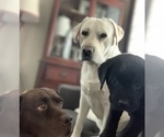 Small breeder photo