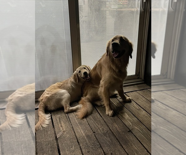 Medium Photo #1  Breeder Profile in DICKINSON, TX, USA