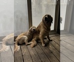 Small breeder photo