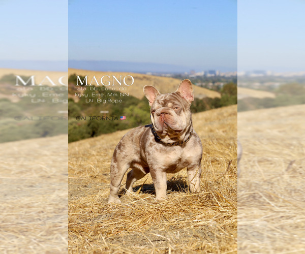 Medium Photo #1  Breeder Profile in SAN JOSÉ, CA, USA