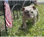 Small Photo #5  Breeder Profile in NEW BRUNSWICK, NJ, USA