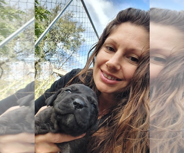 Medium Photo #1  Breeder Profile in ZEPHYRHILLS, FL, USA