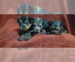 Small #283 Breeder Profile image