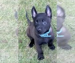 Small #11 Breeder Profile image