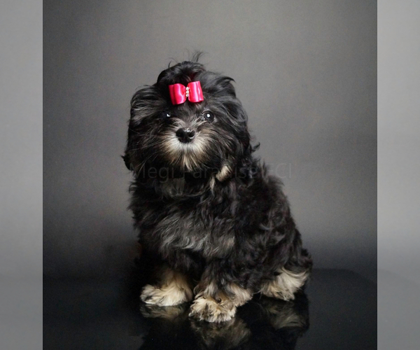 Medium Photo #5  Breeder Profile in EUREKA, MT, USA