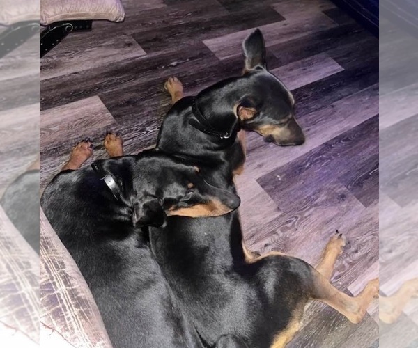 Medium Photo #1  Breeder Profile in BLOOMINGTON SPRINGS, TN, USA