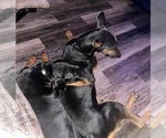 Small breeder photo