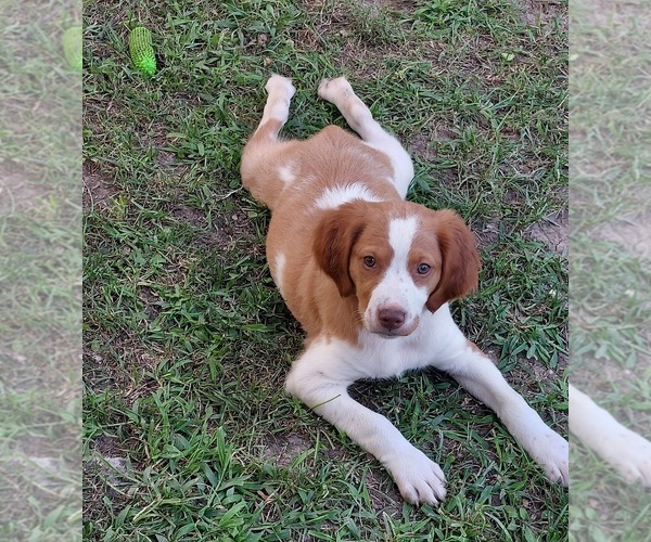 Medium Photo #5  Breeder Profile in STILWELL, KS, USA