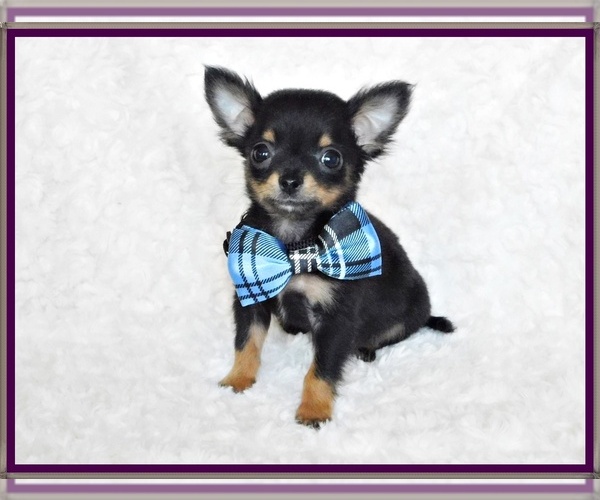 Medium Photo #7  Breeder Profile in CHARLESTON, AR, USA