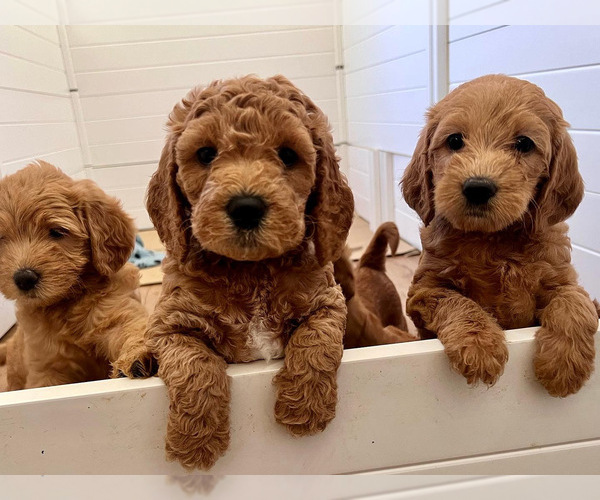 Medium Photo #1  Breeder Profile in RENO, NV, USA