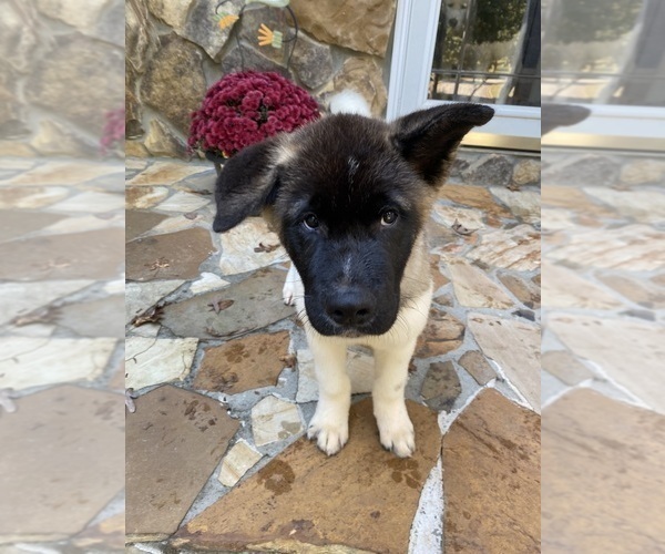 Medium Photo #86  Breeder Profile in MCDONOUGH, GA, USA
