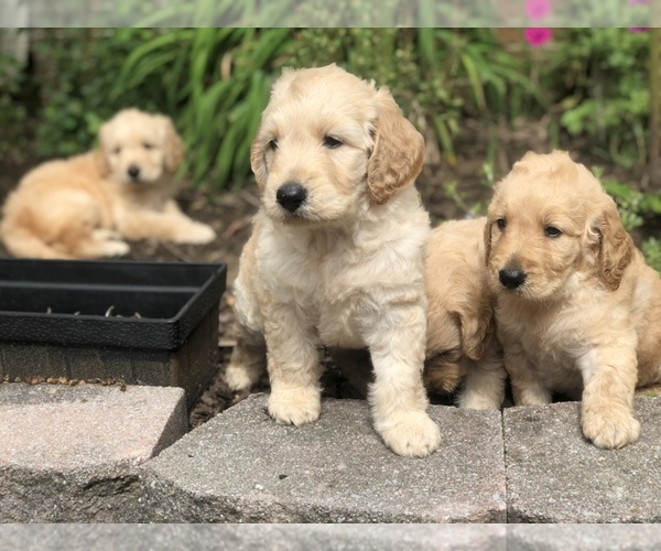 Medium Photo #1  Breeder Profile in FRIENDSHIP, TN, USA