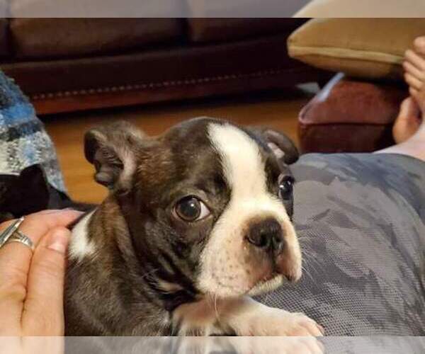 Medium Photo #1  Breeder Profile in BRKN ARW, OK, USA