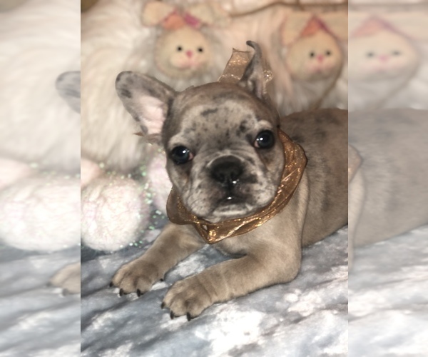 Medium Photo #3  Breeder Profile in PLEASANTVILLE, NY, USA