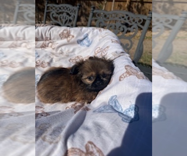 Medium Photo #3  Breeder Profile in SPRING, TX, USA