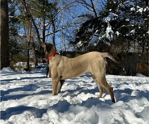 Mastiff Dog Breeder near FREDERICKSBURG, VA, USA