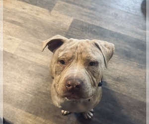 American Bully Dog Breeder in WESTPORT,  USA