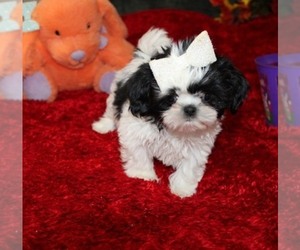 Shih Tzu Dog Breeder near THAYER, KS, USA