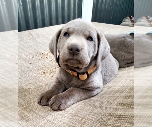 Medium Photo #8  Breeder Profile in FLAGLER, CO, USA