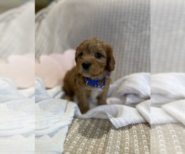 Medium Photo #16  Breeder Profile in MAGNOLIA, TX, USA