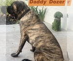 Small breeder photo