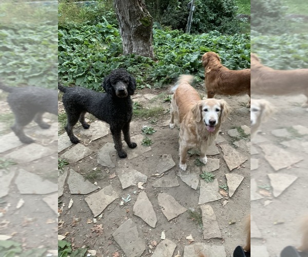 Medium Photo #42  Breeder Profile in LAKE GEORGE, NY, USA