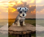 Small breeder photo