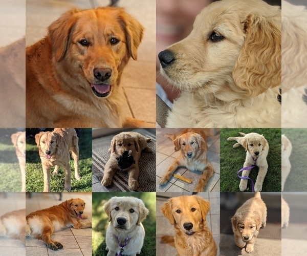 Medium Photo #2  Breeder Profile in MOLALLA, OR, USA