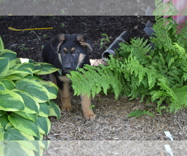 Medium Photo #6  Breeder Profile in GREENWOOD, WI, USA