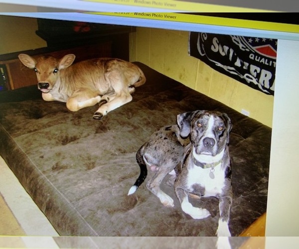 Medium Photo #1  Breeder Profile in ATMORE, AL, USA