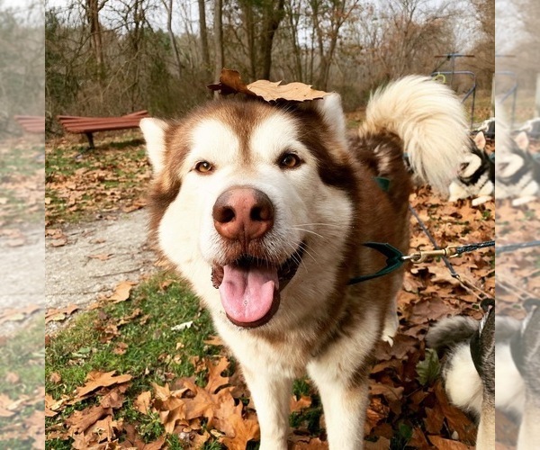 Medium Photo #150  Breeder Profile in FREDERICK, MD, USA