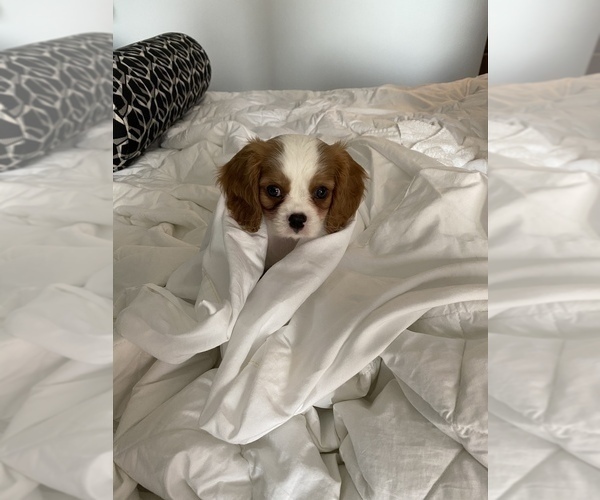 Medium Photo #2  Breeder Profile in ALBUQUERQUE, NM, USA