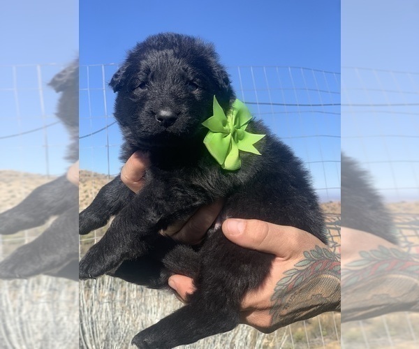 Medium Photo #69  Breeder Profile in PINON HILLS, CA, USA