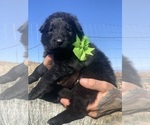 Small #68 Breeder Profile image
