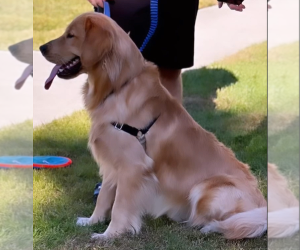 Medium Photo #1  Breeder Profile in ROCKLIN, CA, USA
